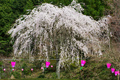 樹齢八十年の丹南桜百選に選ばれた枝垂れ桜